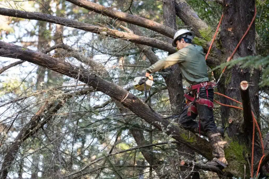 tree stump removal options in Montgomery