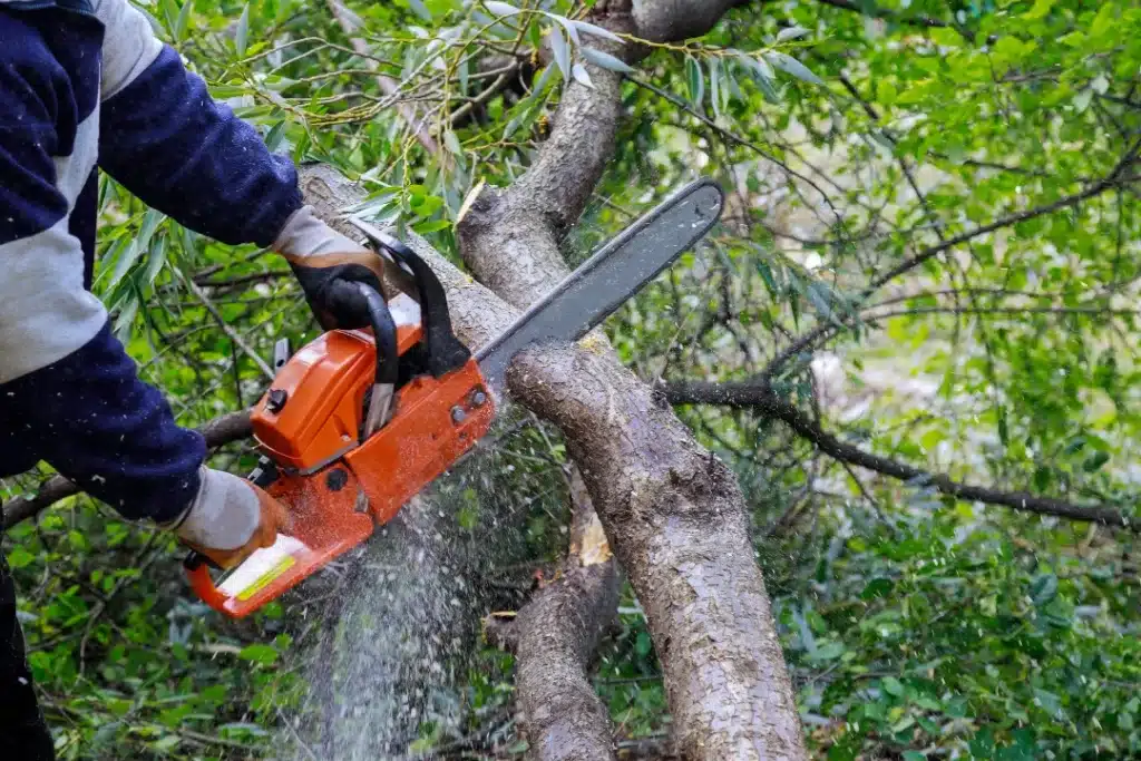 fallen tree removal