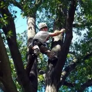 Montgomery County Tree Removal