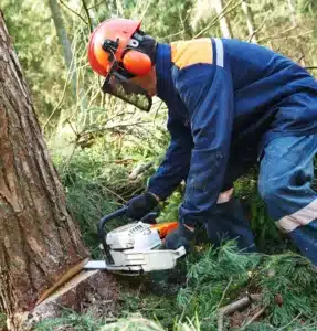 tree removal in Montgomery