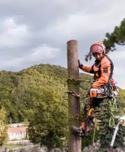 stump grinding Montgomery