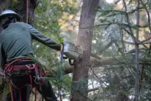 Montgomery tree removal