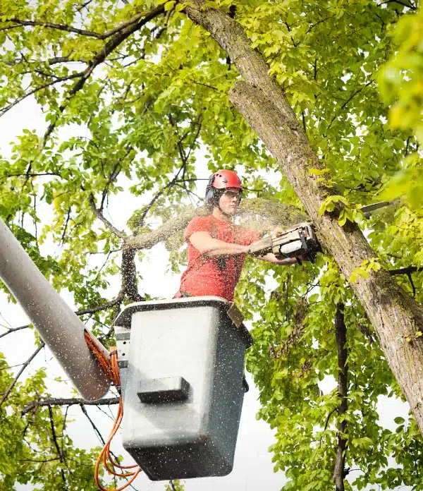 Tree Service in Montgomery County