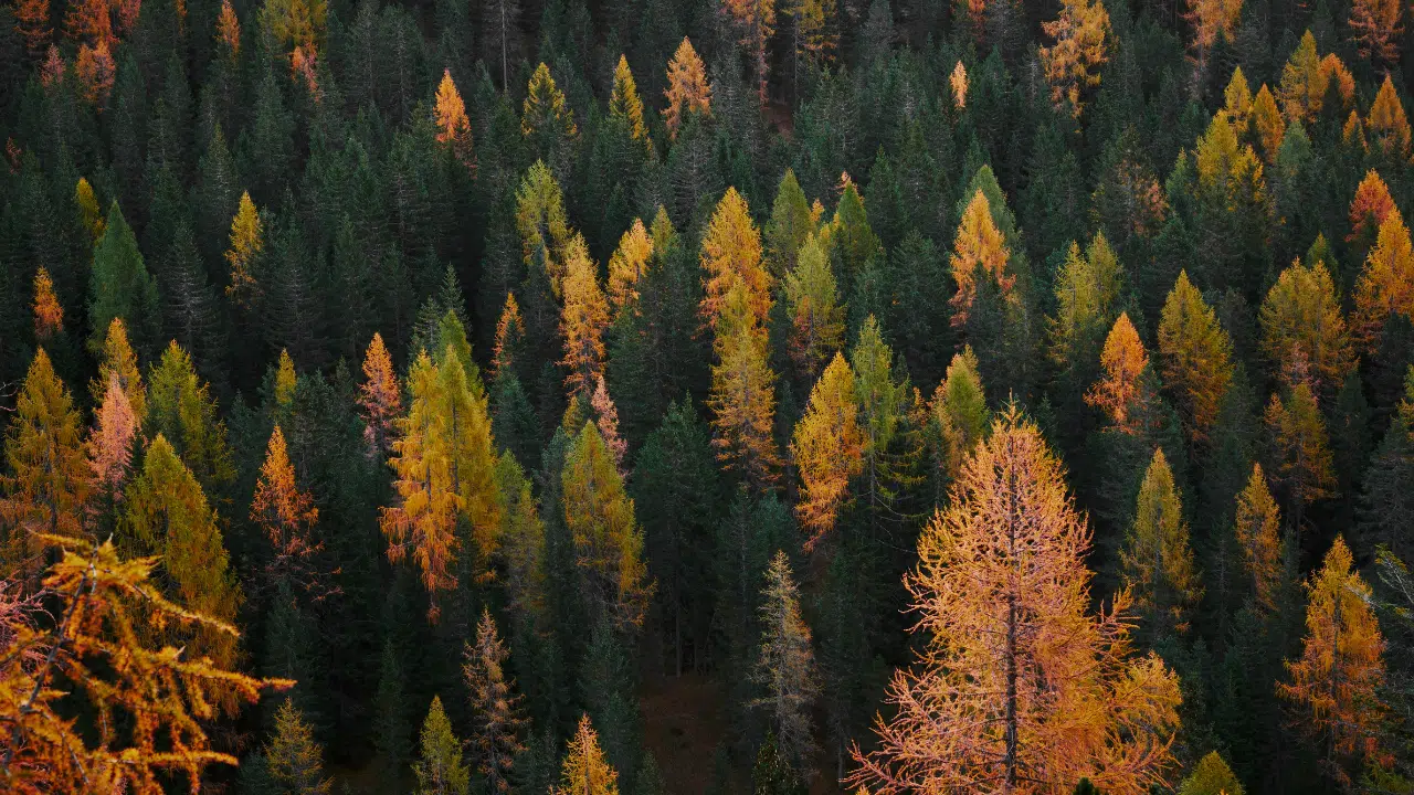 Larch tree identification