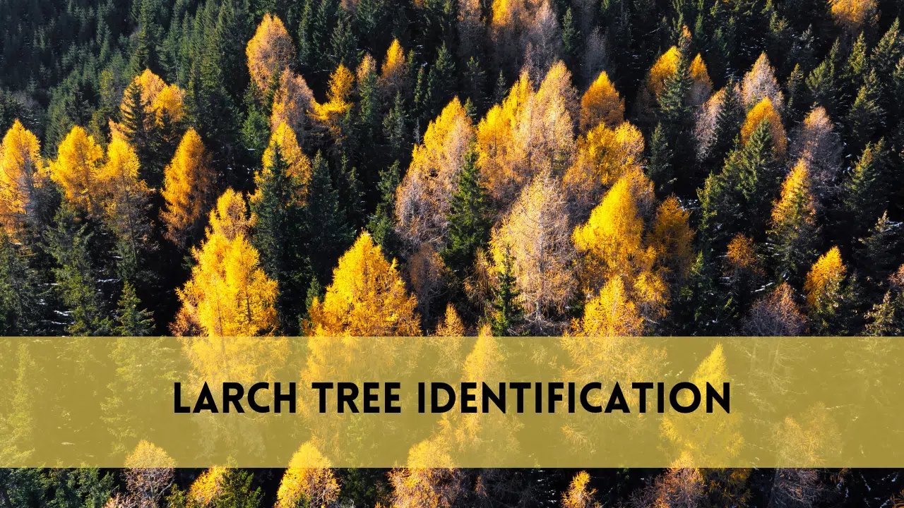 Larch tree identification