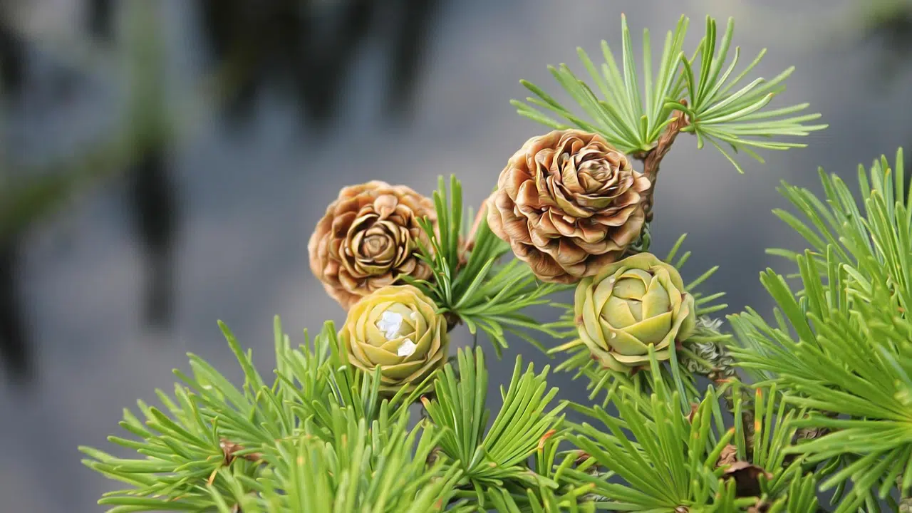 Plant larch trees