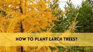 Plant larch trees